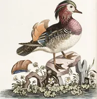 An illustration from (Band 4) (1755)