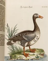 An illustration from (Band 5) (1759)