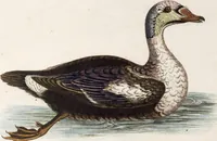 An illustration from (Band 5) (1759)