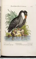 An illustration from (Band 5) (1759)