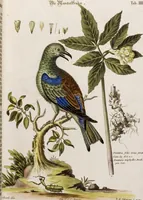An illustration from (Band 5) (1759)