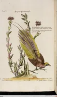 An illustration from (Band 5) (1759)