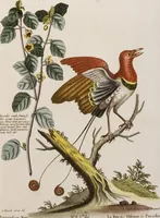 An illustration from (Band 5) (1759)