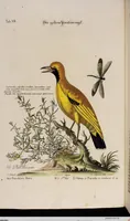 An illustration from (Band 5) (1759)