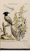 An illustration from (Band 5) (1759)