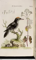 An illustration from (Band 5) (1759)