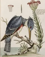 An illustration from (Band 5) (1759)
