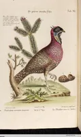An illustration from (Band 5) (1759)
