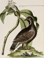 An illustration from (Band 5) (1759)
