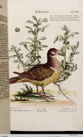 An illustration from (Band 5) (1759)