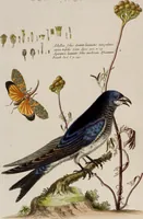 An illustration from (Band 5) (1759)
