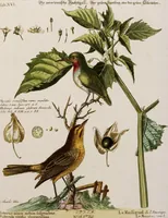 An illustration from (Band 5) (1759)
