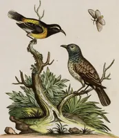 An illustration from (Band 5) (1759)