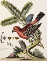 An illustration from (Band 5) (1759)