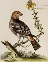 An illustration from (Band 5) (1759)