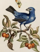 An illustration from (Band 5) (1759)