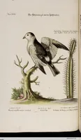 An illustration from (Band 5) (1759)