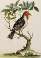 An illustration from (Band 5) (1759)