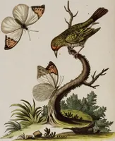 An illustration from (Band 5) (1759)