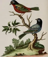 An illustration from (Band 5) (1759)