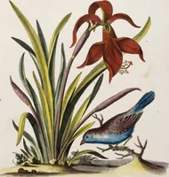 An illustration from (Band 5) (1759)