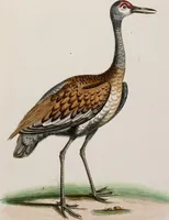 An illustration from (Band 5) (1759)
