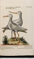 An illustration from (Band 5) (1759)