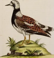 An illustration from (Band 5) (1759)