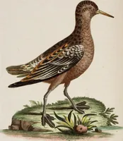 An illustration from (Band 5) (1759)