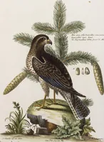 An illustration from (Band 5) (1759)