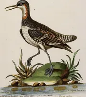 An illustration from (Band 5) (1759)
