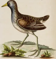 An illustration from (Band 5) (1759)