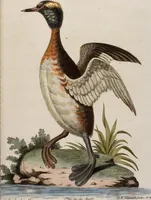 An illustration from (Band 5) (1759)