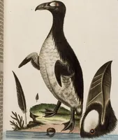 An illustration from (Band 5) (1759)