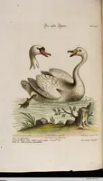 An illustration from (Band 5) (1759)