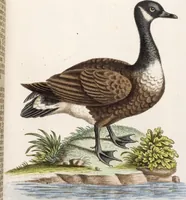 An illustration from (Band 5) (1759)