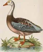 An illustration from (Band 5) (1759)