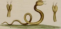 An illustration from (Band 6) (1764)