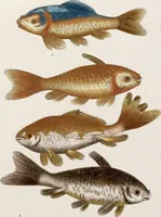 An illustration from (Band 6) (1764)