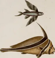 An illustration from (Band 6) (1764)