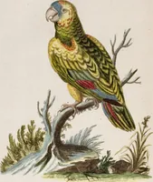 An illustration from (Band 6) (1764)