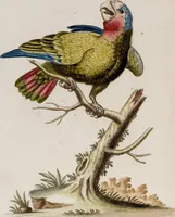 An illustration from (Band 6) (1764)