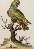 An illustration from (Band 6) (1764)