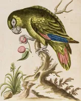 An illustration from (Band 6) (1764)