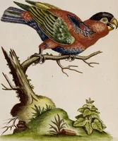 An illustration from (Band 6) (1764)