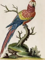 An illustration from (Band 6) (1764)