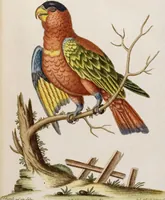 An illustration from (Band 6) (1764)