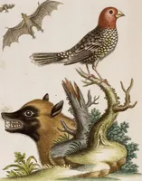 An illustration from (Band 6) (1764)