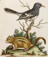 Picture 25 of 56 from (Band 6) (1764), leaf 50
