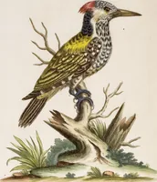 An illustration from (Band 6) (1764)
